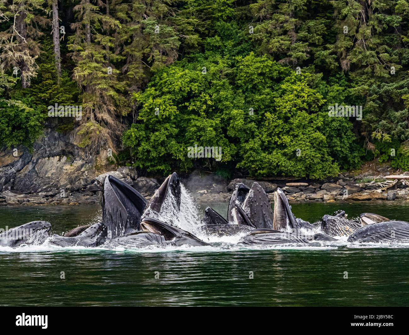 Offene Münder, Fütterung von Buckelwalen (Megaptera novaeangliae) in der Chatham Strait, Alaskas Inside Passage Stockfoto