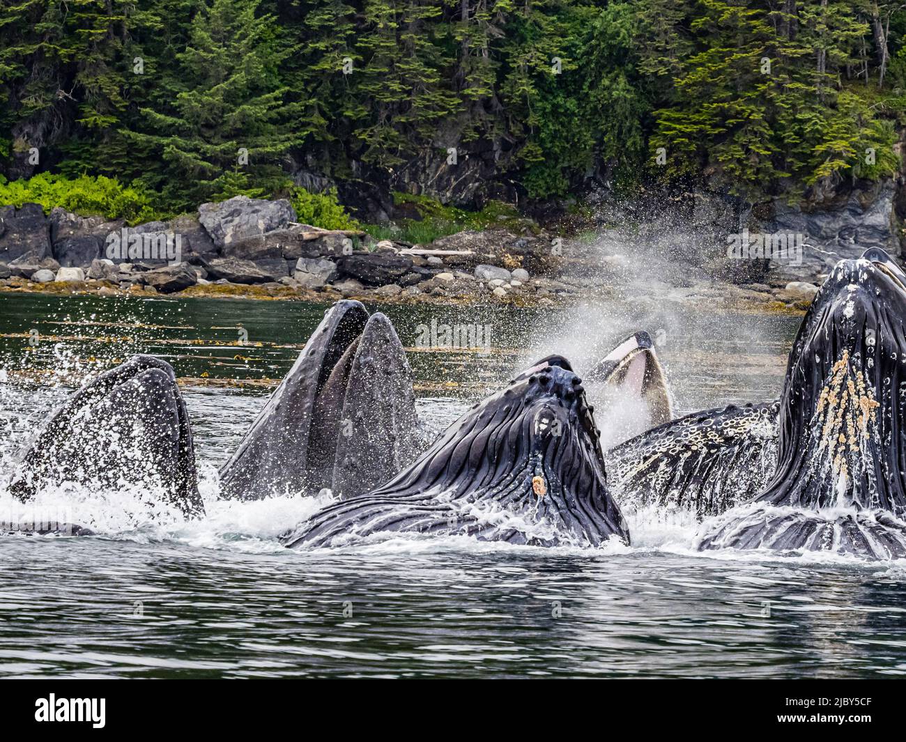 Offene Münder, Fütterung von Buckelwalen (Megaptera novaeangliae) in der Chatham Strait, Alaskas Inside Passage Stockfoto