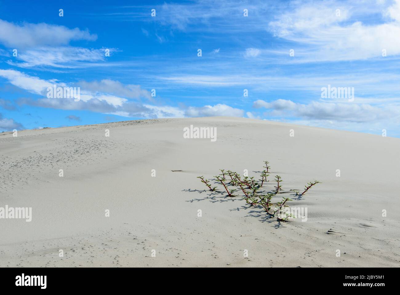 Eine einone Pflanze, die auf den Sanddünen der Isla Magdalena überlebt hat Stockfoto
