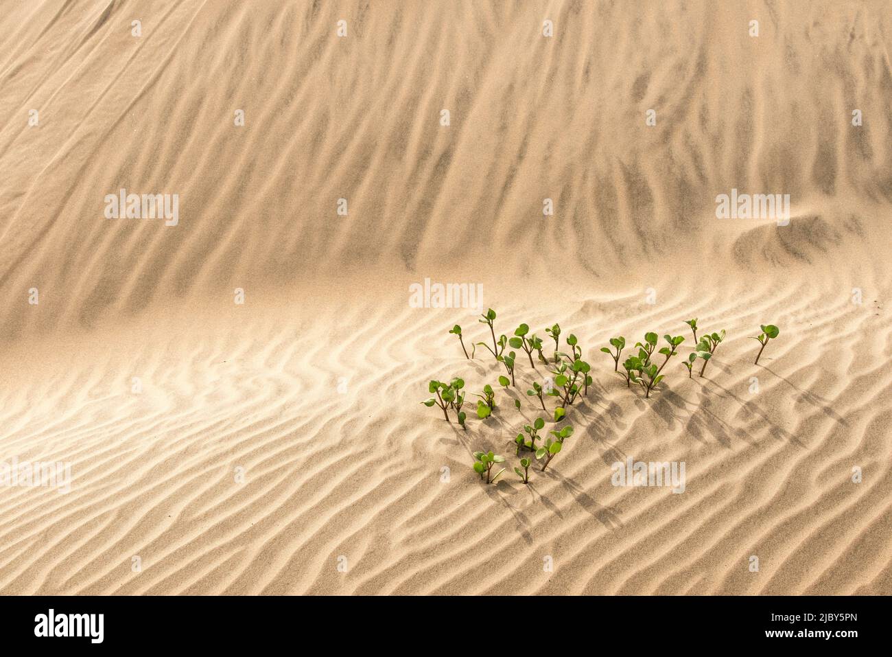 Eine einone Pflanze, die auf den Sanddünen der Isla Magdalena überlebt hat Stockfoto