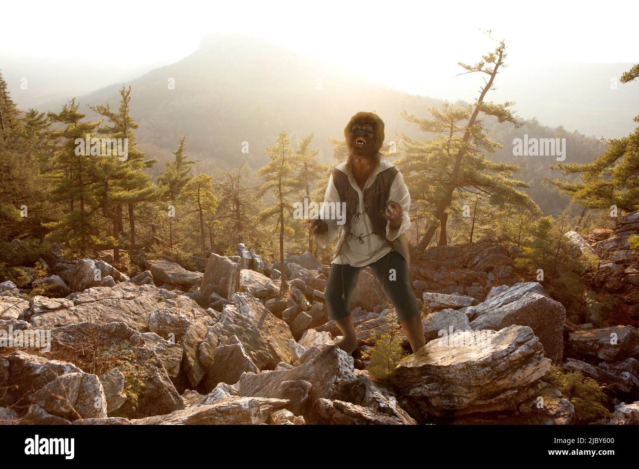 Wolfman heult vor Schmerzen, während er bei Sonnenaufgang auf Felsen im Wald steht Stockfoto