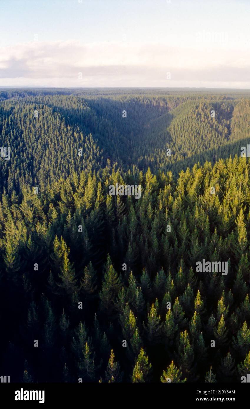 Luftaufnahme des Pinienwaldes im späten Nachmittagslicht Stockfoto