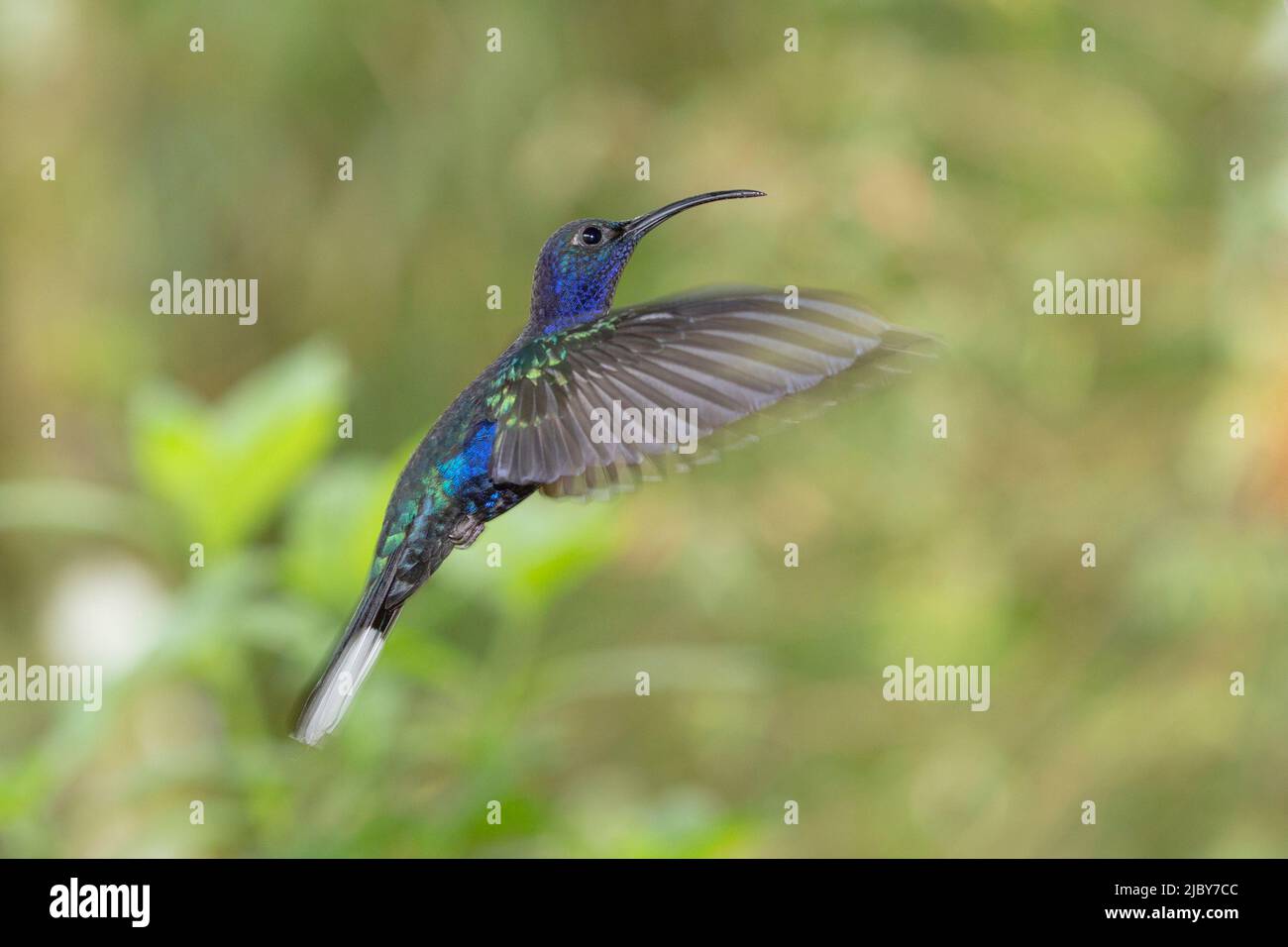 Der Violet Sabrewing (Campylopterus hemileucurus) ist einer der größten Kolibris in Costa Rica. Stockfoto