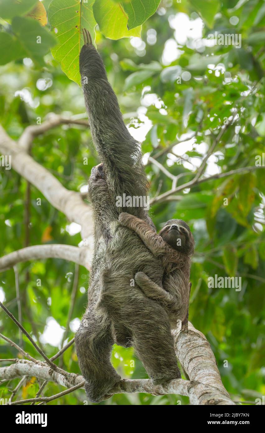 Ein Baby Brown-throated three-toed Sloth (Bradypus variegatus) klammert sich an seine Mutter. Stockfoto
