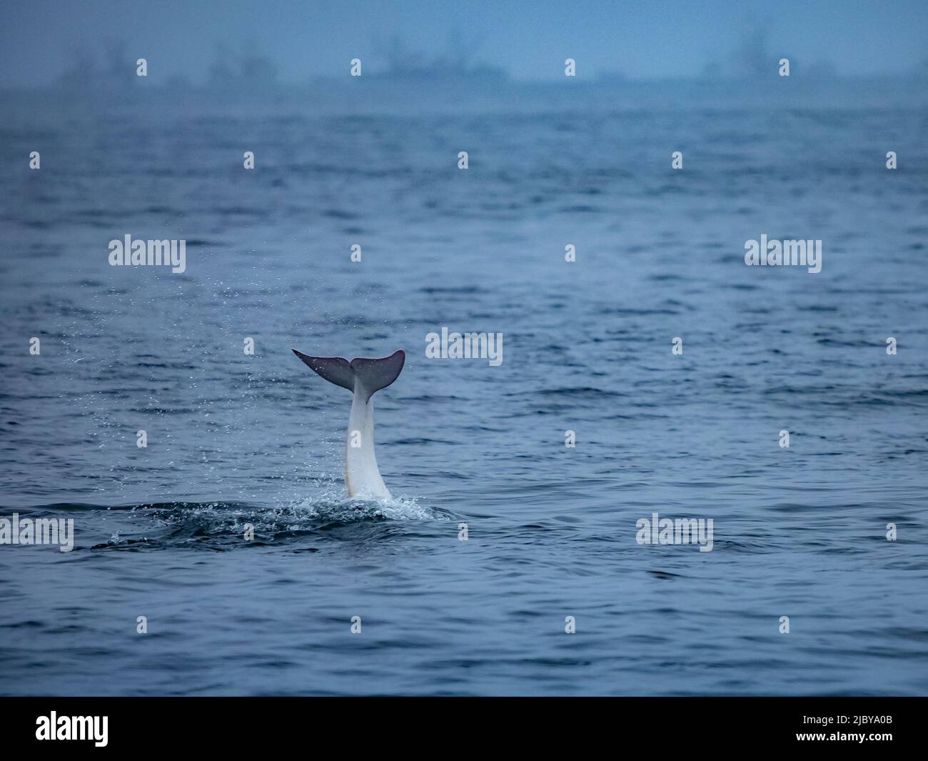Seltene Sichtung in Monterey Bay, 'Casper', weißer oder luzistischer Risso-Delphin (Grampus griseus), Monterey Bay National Marine Reserve, Pazifischer Ozean, Calif Stockfoto