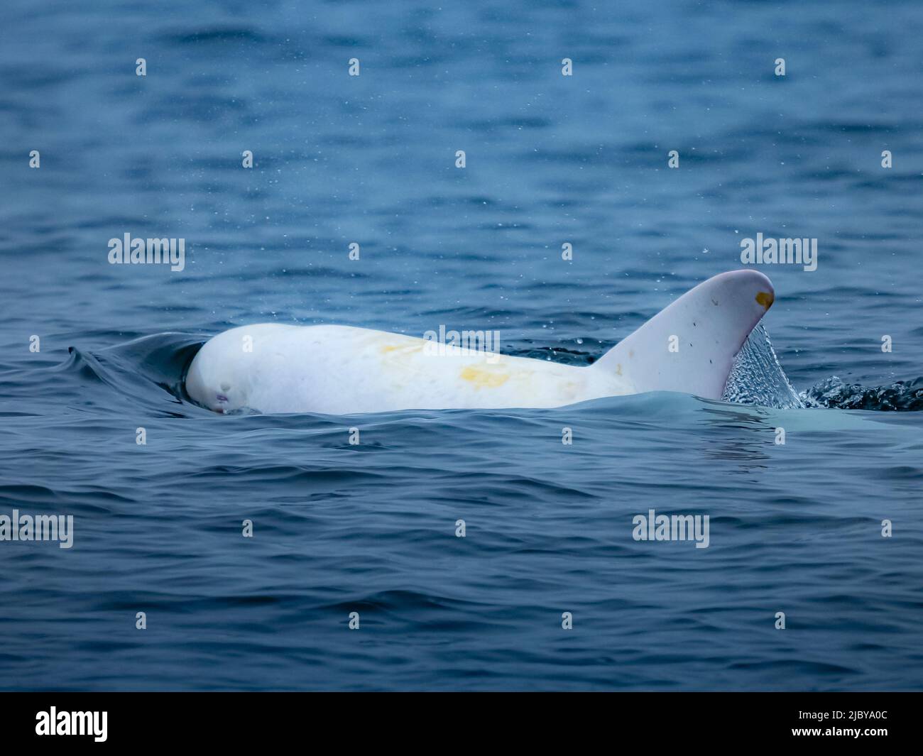 Sichtung in Monterey Bay, „Casper“, weißer oder luzistischer Risso-Delphin (Grampus griseus), Monterey Bay National Marine Reserve, Pazifischer Ozean, Kalifornien Stockfoto