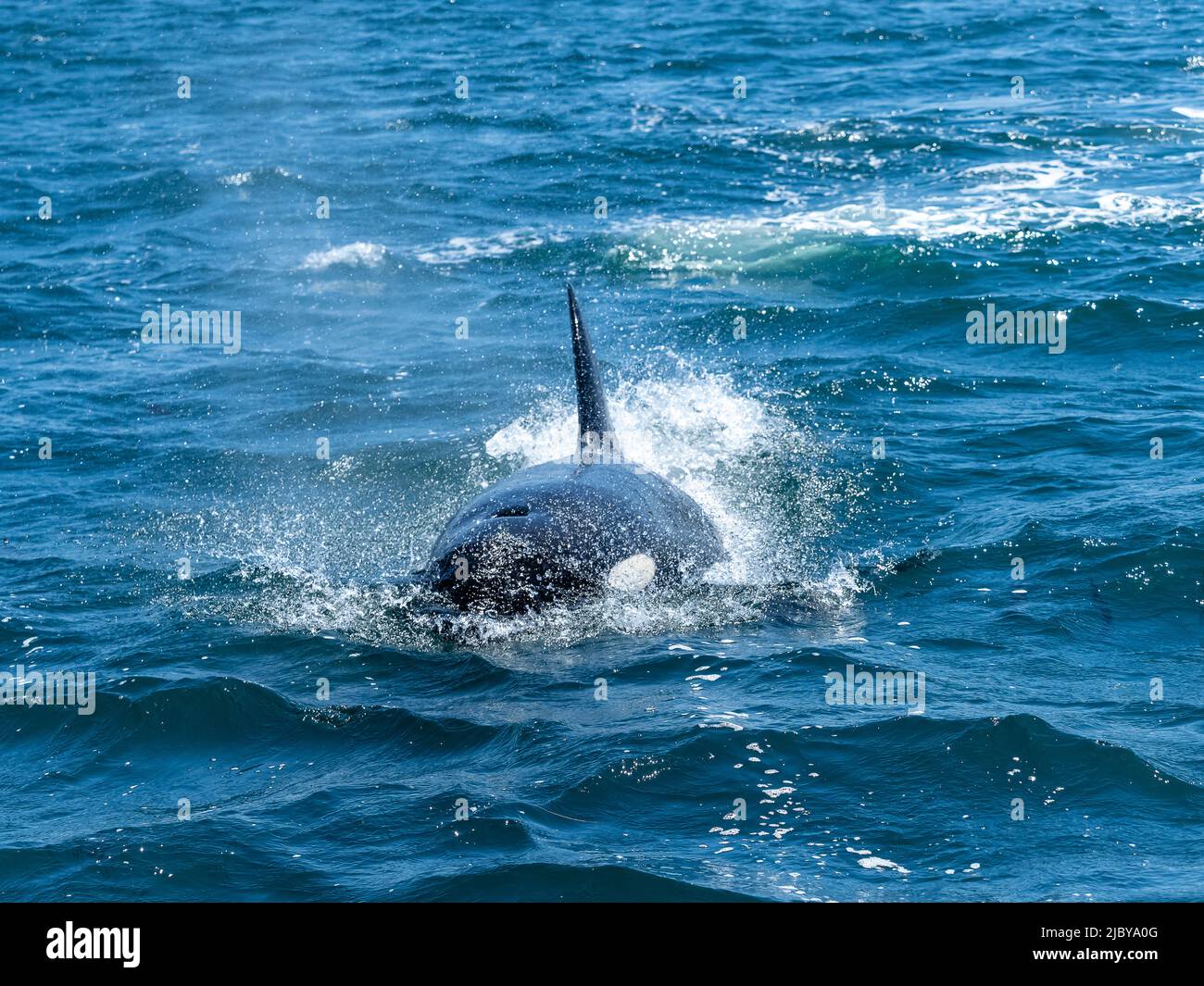 Weibliche transiante Killerwale (Orca orcinus) in Monterey Bay, Monterey Bay National Marine Refuge, Kalifornien Stockfoto