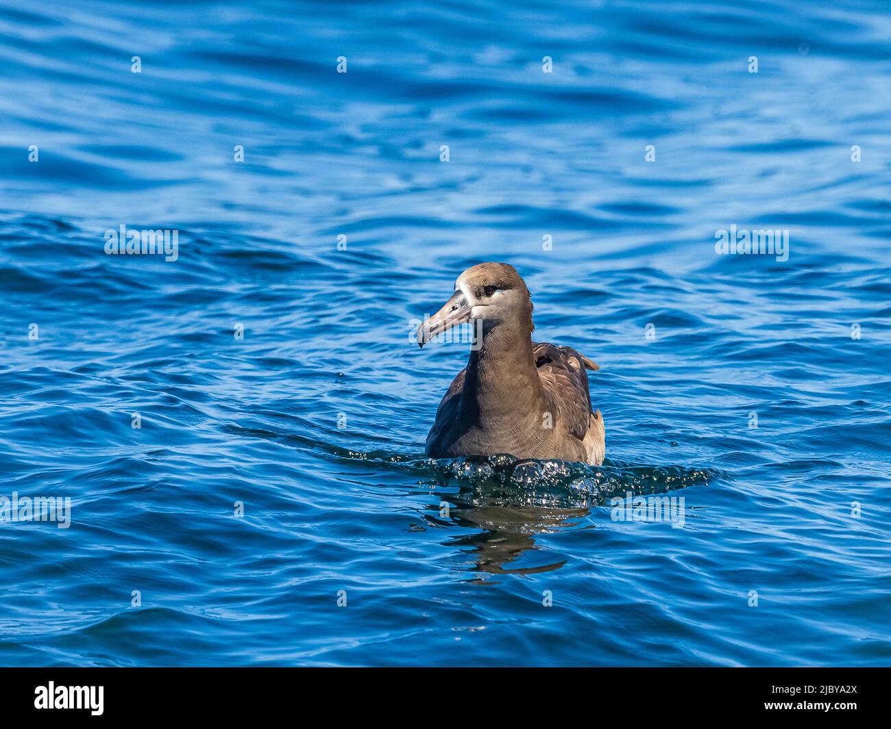 Schwarzfuß-Albatross (Phoebastria nigripes), der am Pazifik in Monterey Bay, Kalifornien, liegt Stockfoto