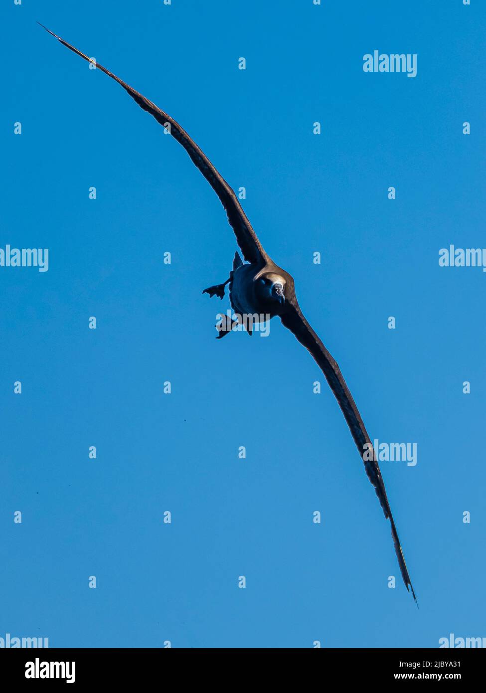 Schwarzfuß-Albatross (Phoebastria nigripes) in Monterey Bay, Kalifornien Stockfoto
