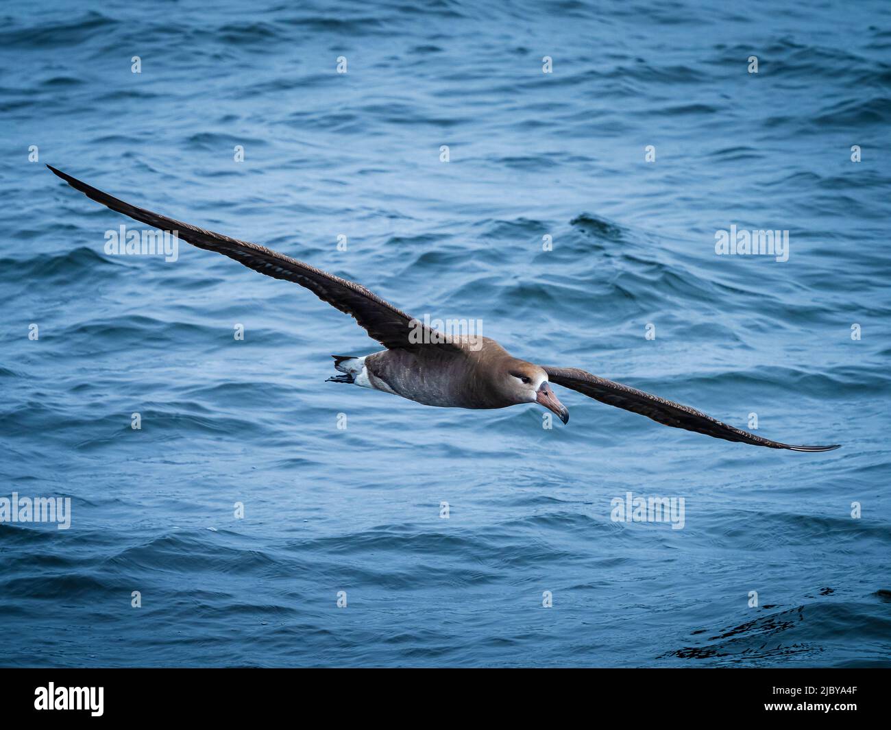 Schwarzfuß-Albatross (Phoebastria nigripes) auf dem Flug über Monterey Bay, Monterey Bay National Marine Refuge, Kalifornien Stockfoto