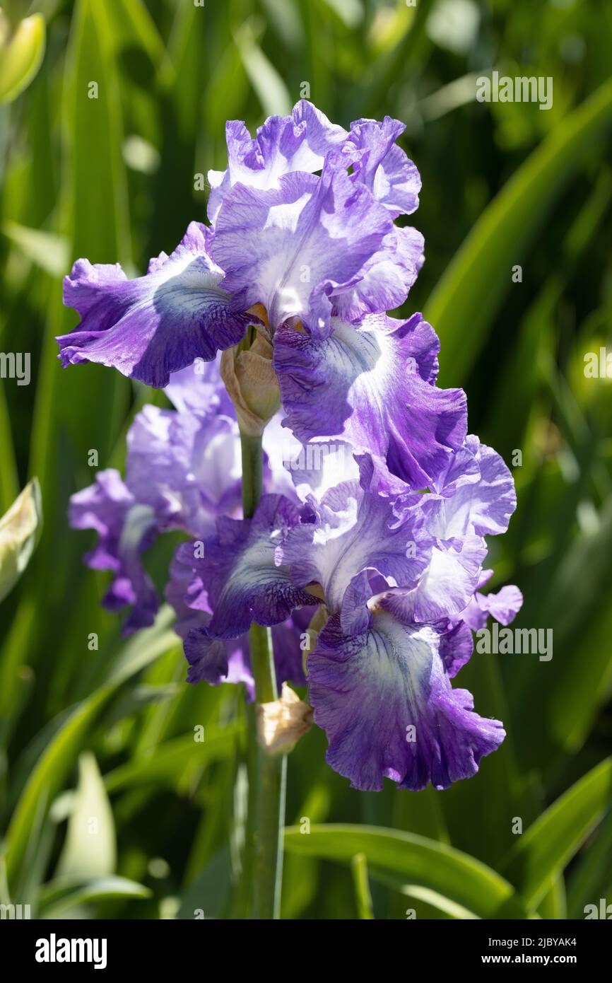 Iris „Suky“. Stockfoto