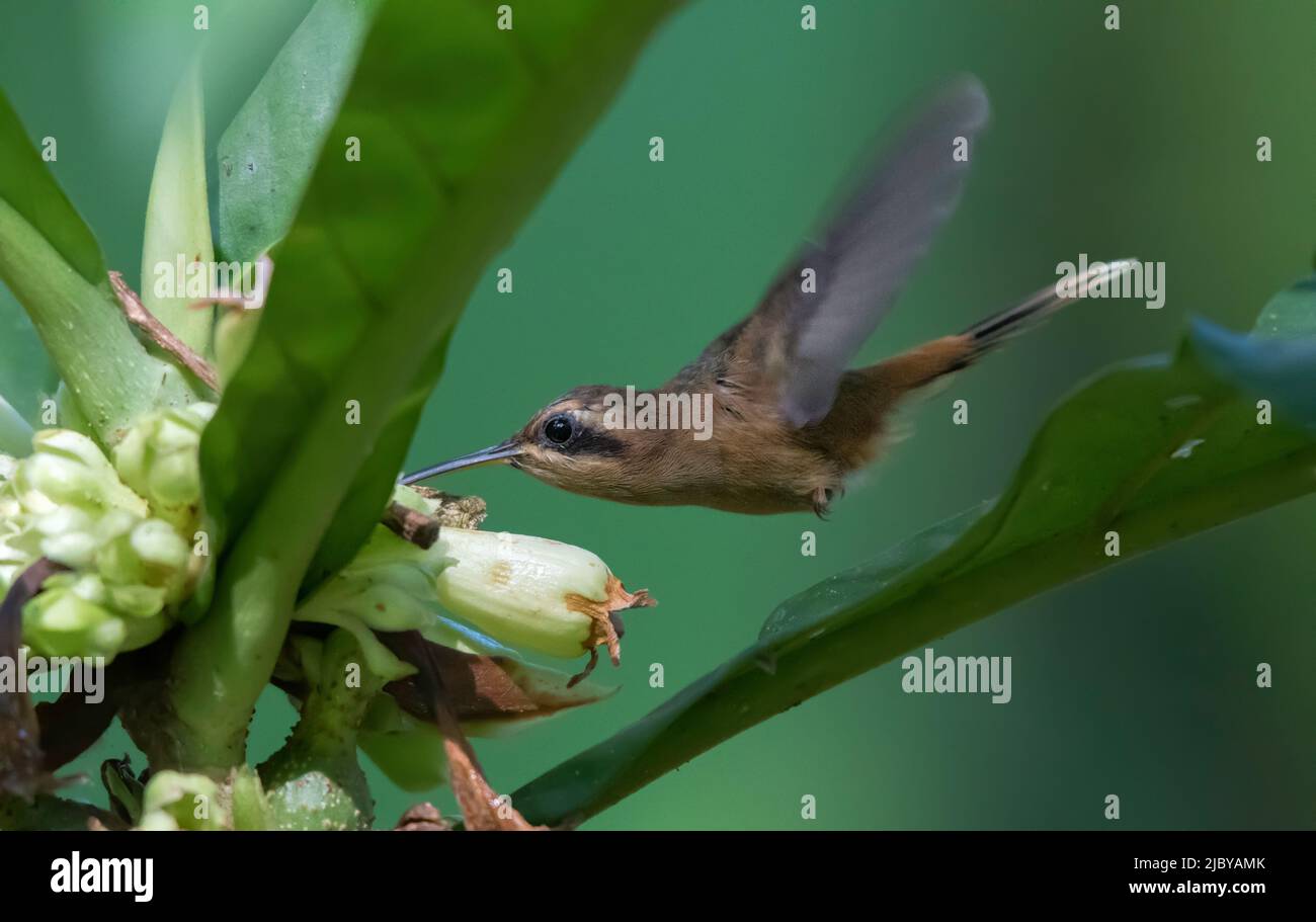 Als einer der kleinsten Vögel der Welt sucht ein winziger Streifenkehleinsiedler im Wald nach Nektar Stockfoto