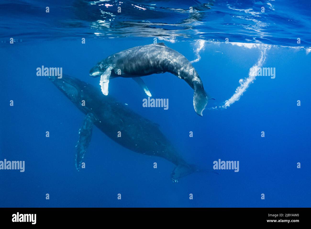 Unterwasserfoto, Kalb nach Mama, schwimmende Buckelwale (Megaptera novaeangliae), Maui, Hawaii Stockfoto