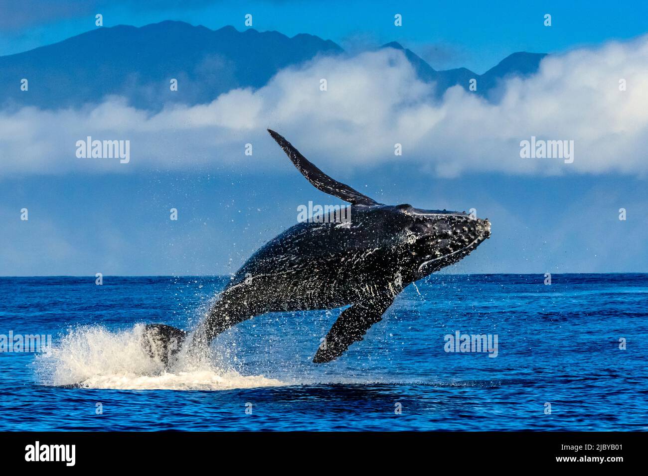 Breaching Buckelwal (Megaptera novaeangliae), Maui, Hawaii Stockfoto