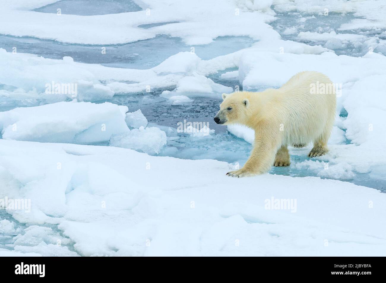 Eisbär (Ursus maritimus) auf dem Packeis, Arktischer Ozean, Hinlopenstraße, Spitzbergen, Norwegen Stockfoto