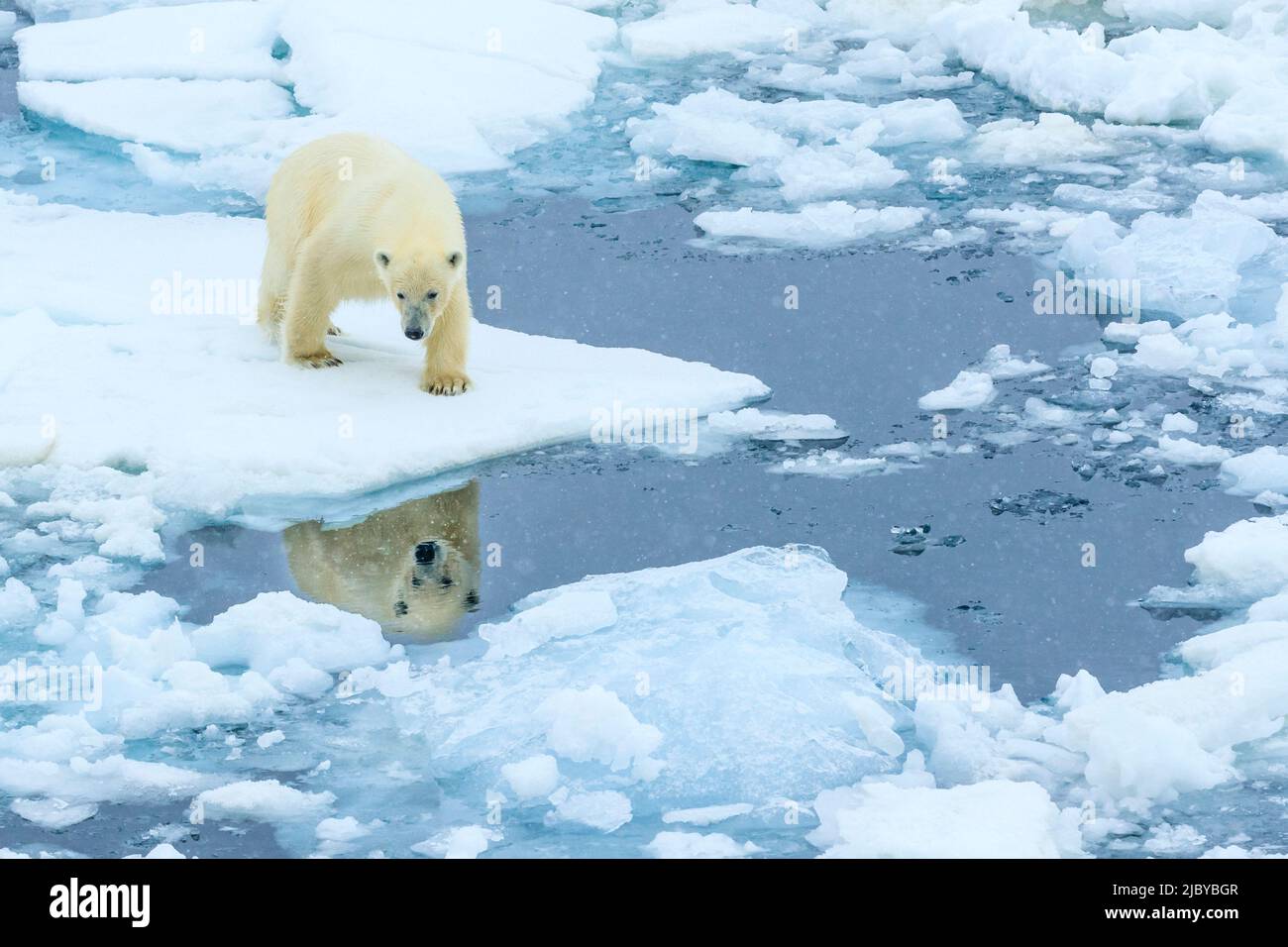 Reflexion, Eisbär (Ursus maritimus) auf dem Packeis, Arktischer Ozean, Hinlopenstraße, Spitzbergen, Norwegen Stockfoto
