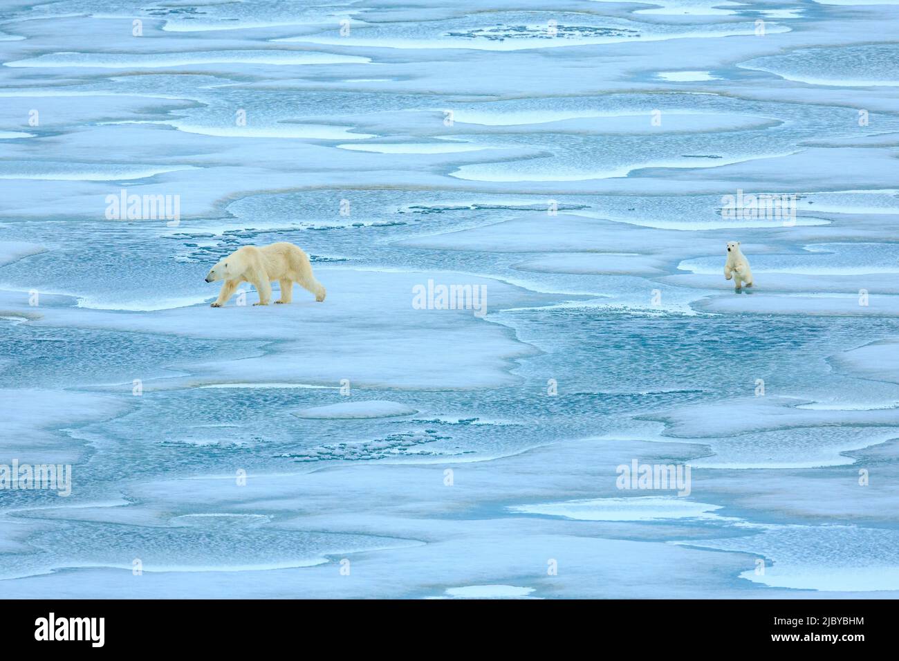 Zwei Eisbären überqueren Packeis und folgen Mutter, Mutter und Kind, Svalbard, Norwegen Stockfoto
