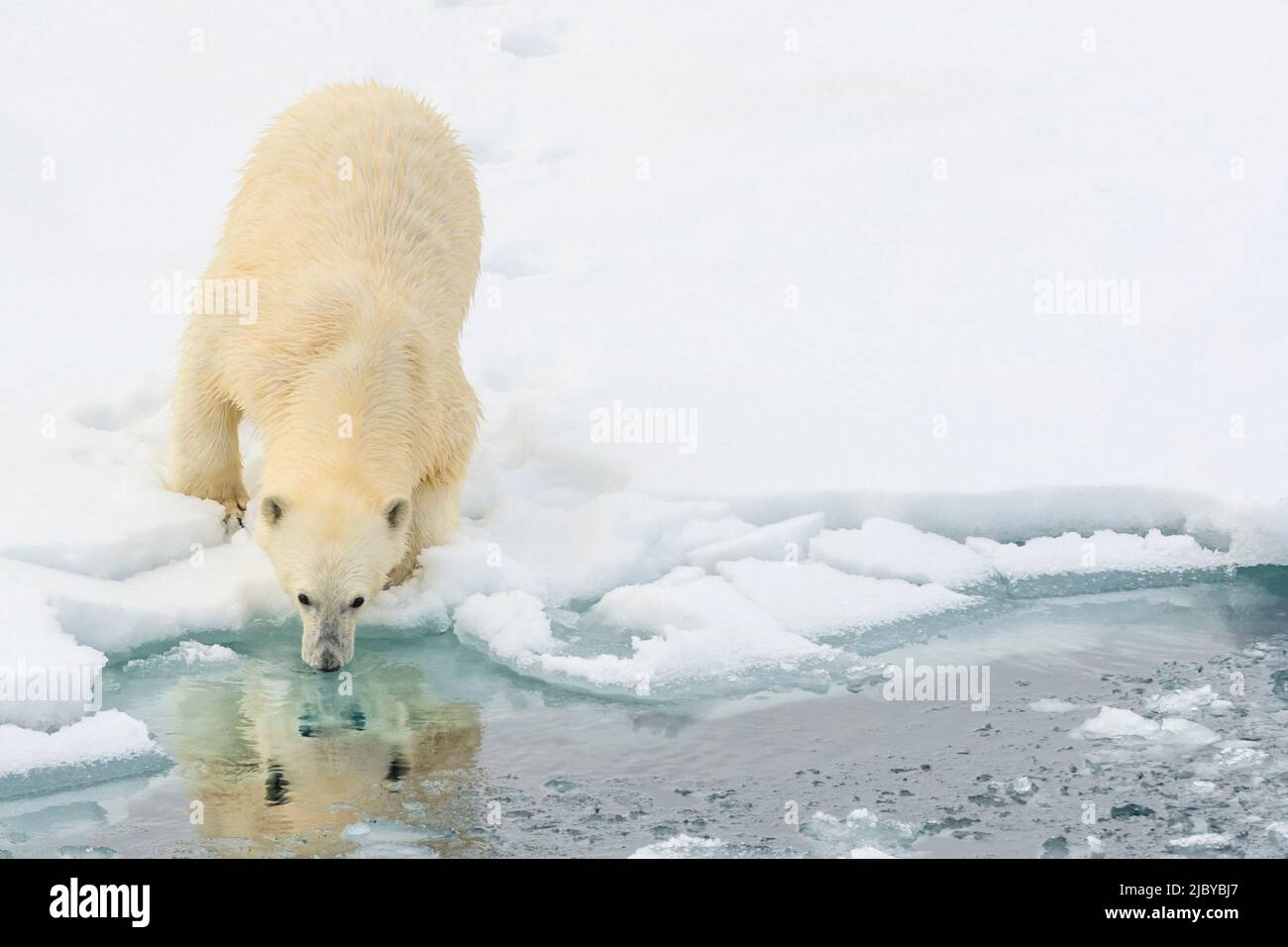 Eisbär (Ursus maritimus) auf dem Packeis, Arktischer Ozean, Hinlopenstraße, Spitzbergen, Norwegen Stockfoto
