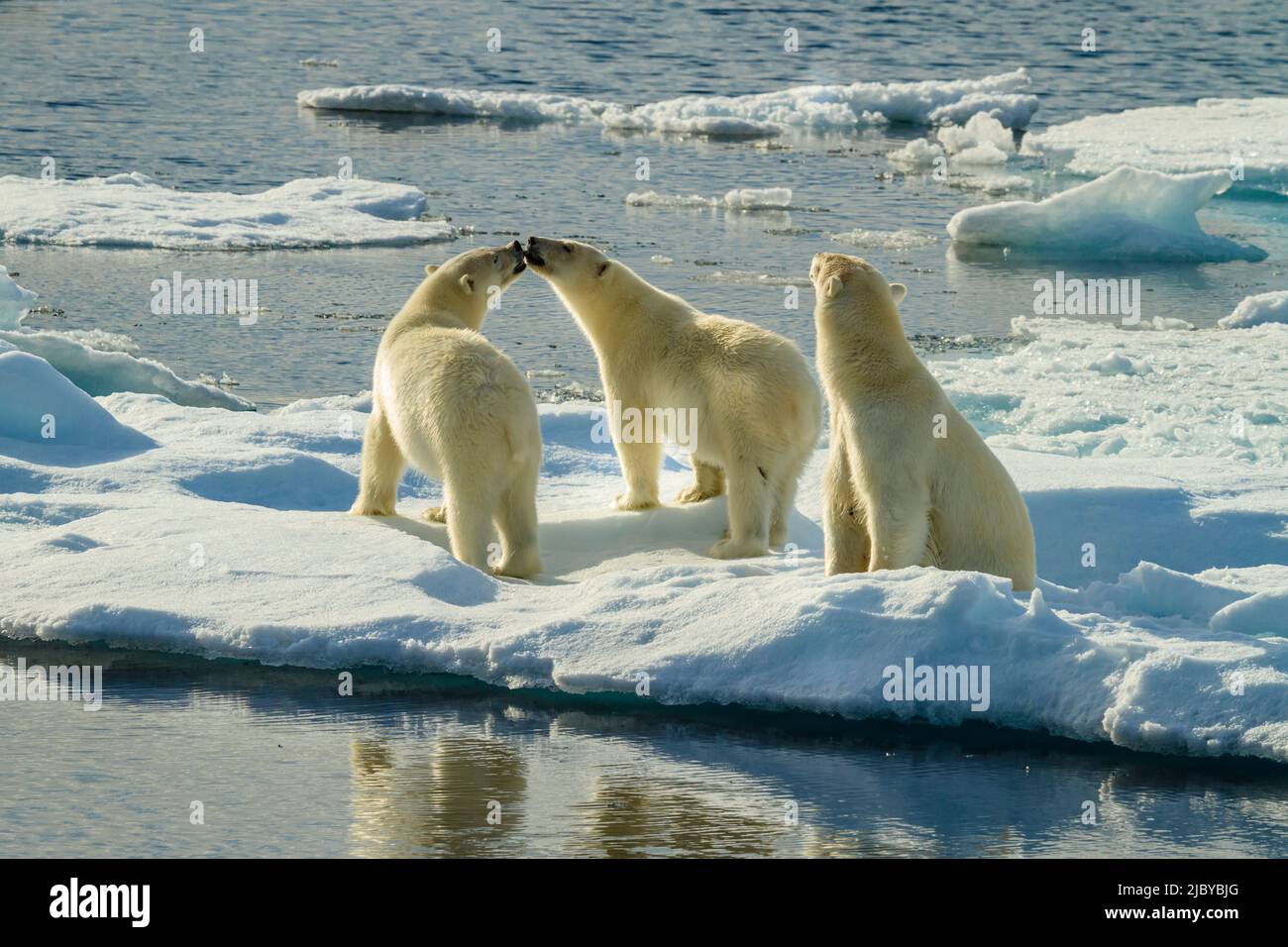 Drei Eisbären (Ursus maritimus) auf Packeis, Hinlopenstraße, Svalbard, Norwegen Stockfoto
