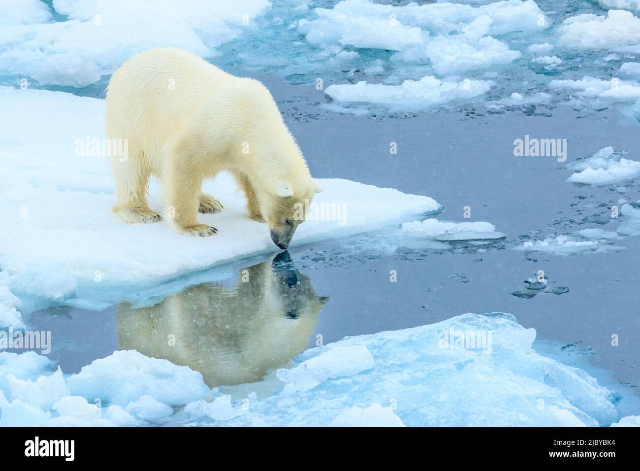 Reflexion, Eisbär (Ursus maritimus) auf dem Packeis, Arktischer Ozean, Hinlopenstraße, Spitzbergen, Norwegen Stockfoto
