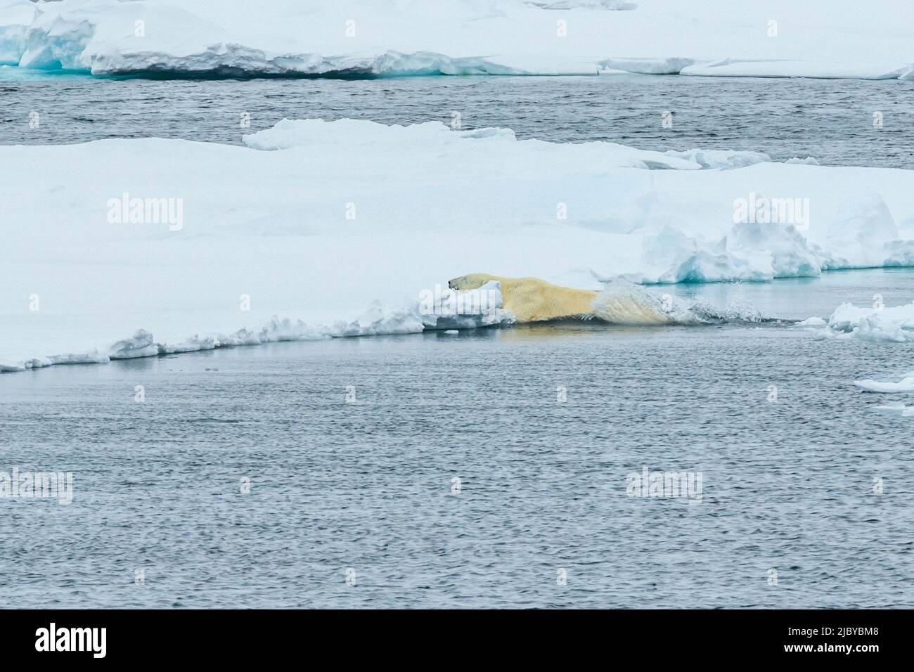 Springende Sequenz, Eisbär (Ursus maritimus) springt zwischen den Eisströmen, Northeast Svalbard Nature Preserve, Svalbard, Norwegen Stockfoto