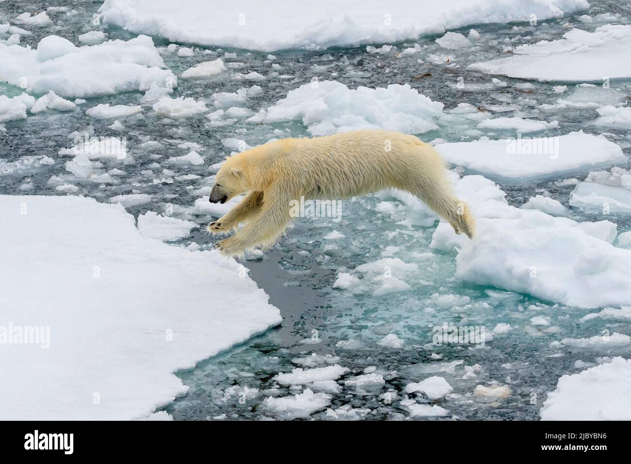 Eisbär (Ursus maritimus) springt zwischen Eisschollen, Spitzbergen, Norwegen Stockfoto