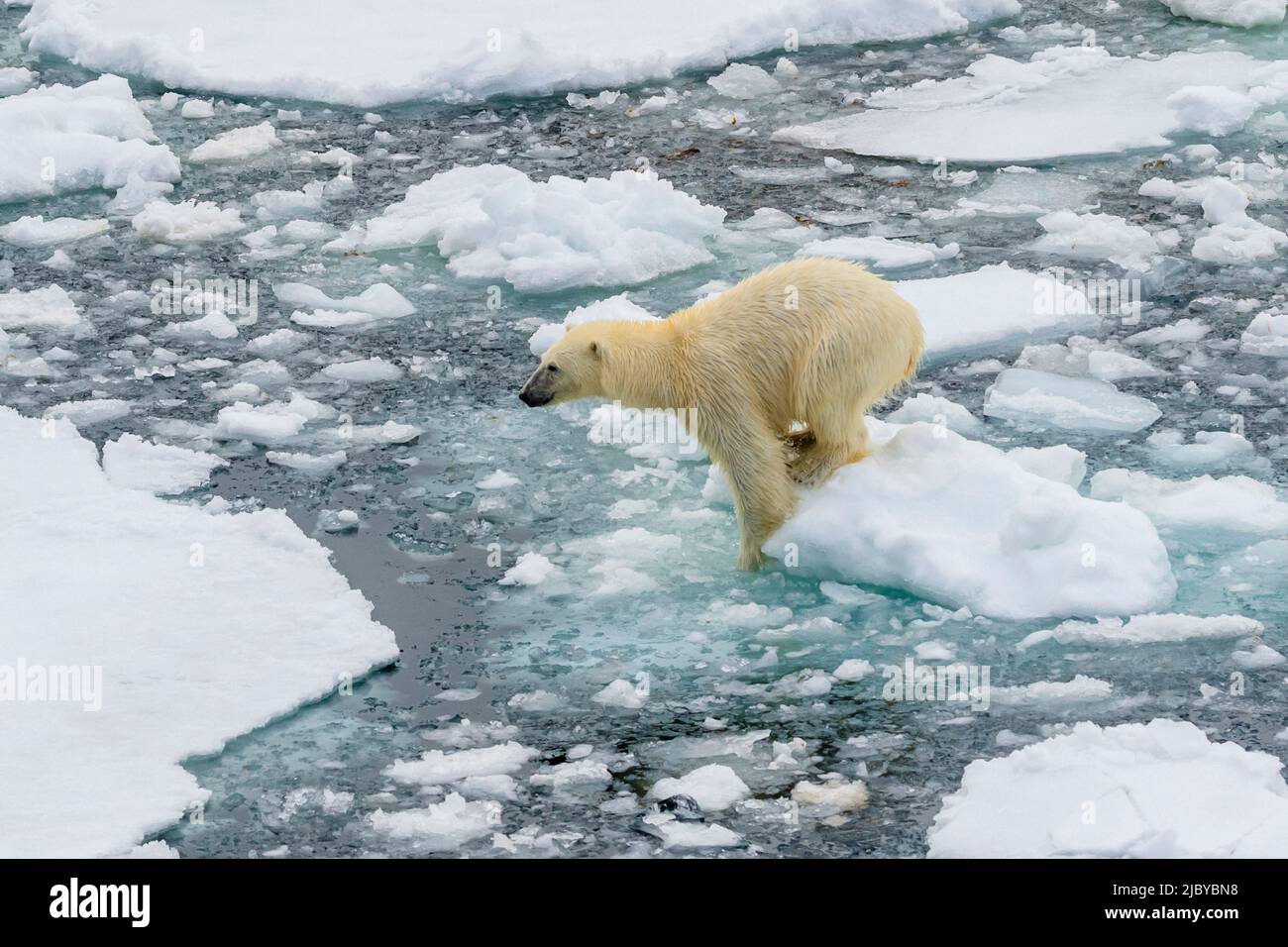 Eisbär (Ursus maritimus) springt zwischen Eisschollen, Spitzbergen, Norwegen Stockfoto