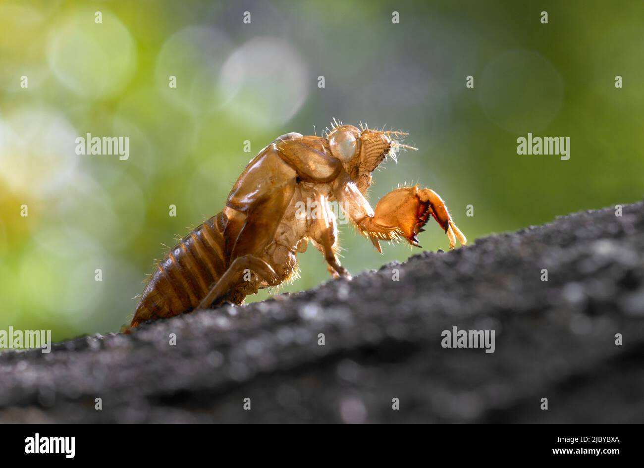 Leere Cicada Shell auf Baumstamm Stockfoto