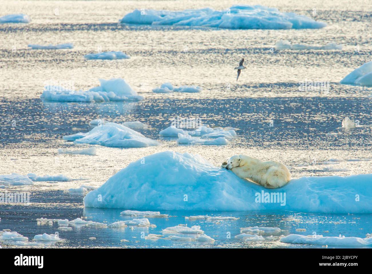 Eisbär (Ursus maritimus) schläft auf Packeis, Svalbard, Norwegen Stockfoto