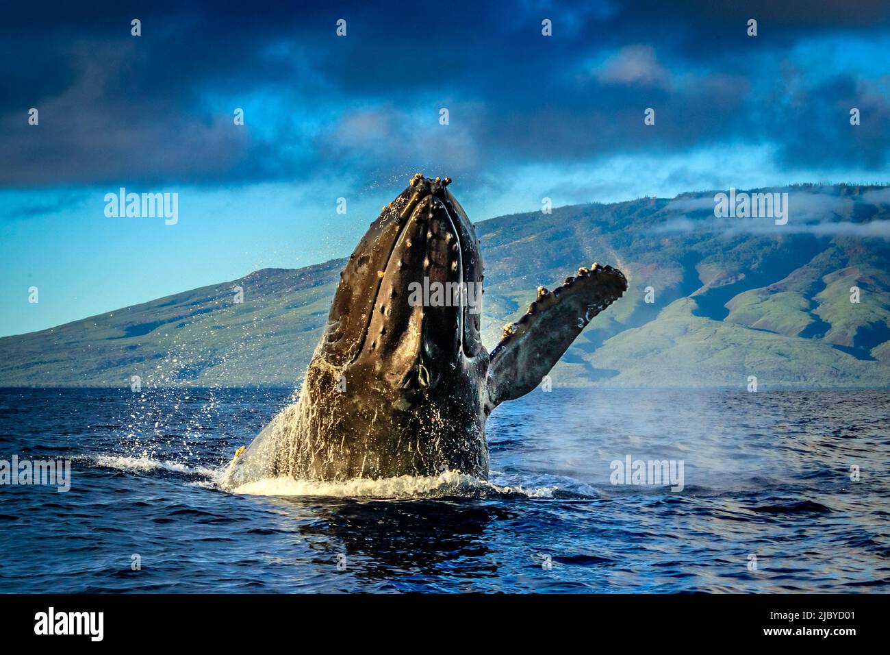 Breaching Buckelwal (Megaptera novaeangliae), Maui, Hawaii Stockfoto