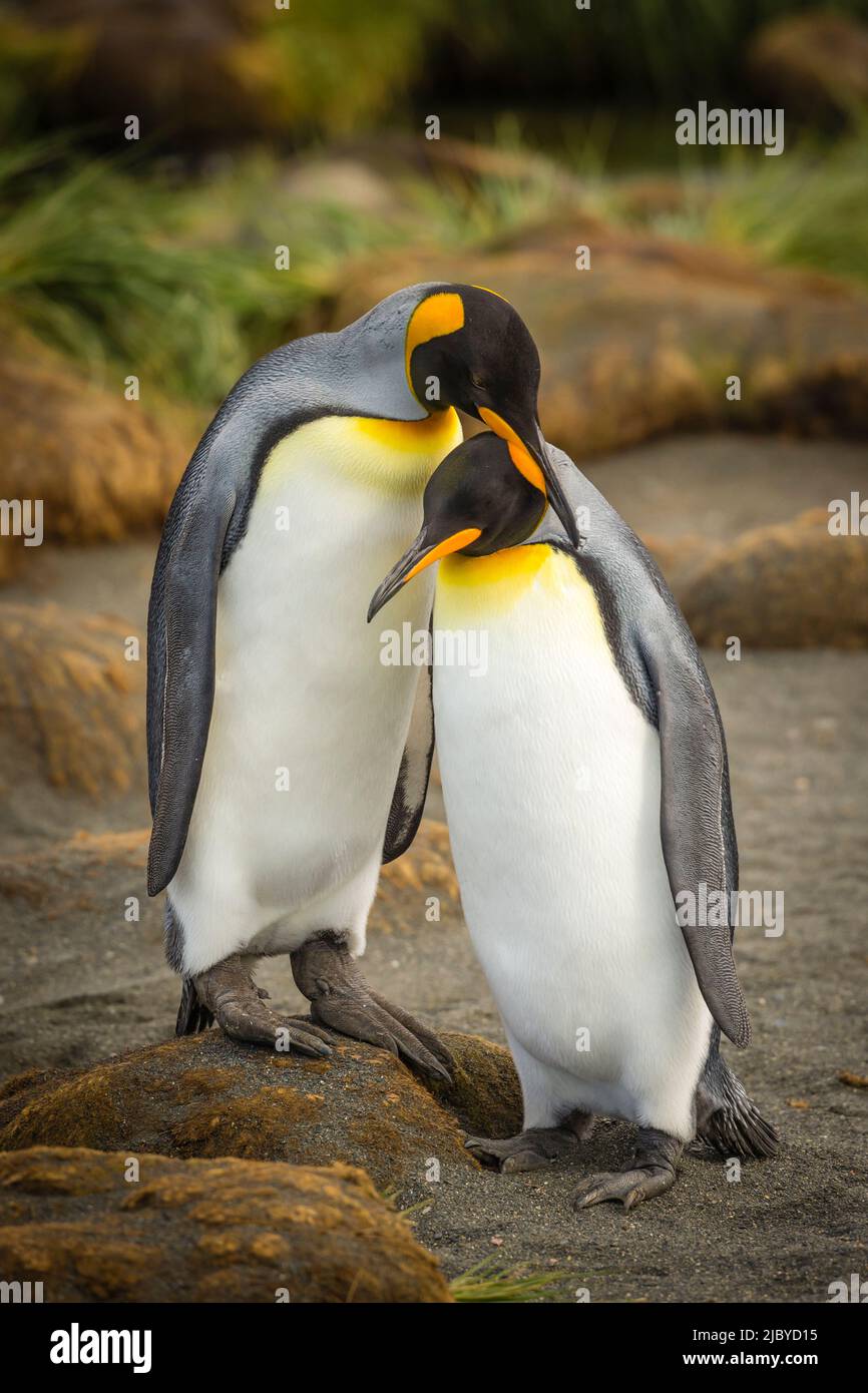 Balzverhalten, Königspinguine (Aptenodytes patagonicus), in St. Andrews Bay, Südgeorgien Stockfoto