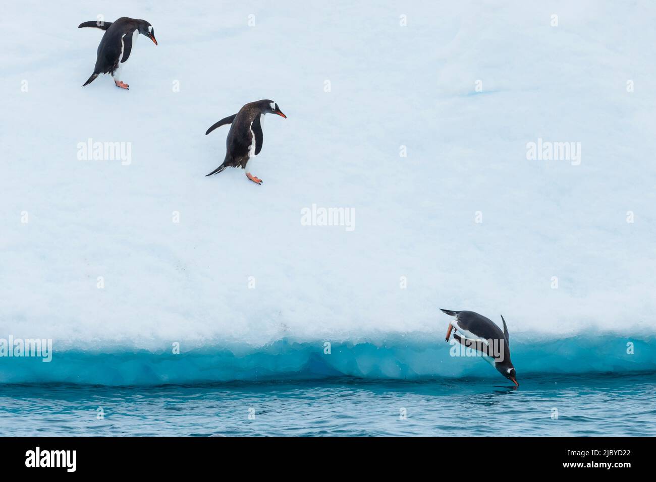 Gentoo Penguins (Pygoscelis papua), springen von Eisberg, Cuverville Island, Antarktis Stockfoto