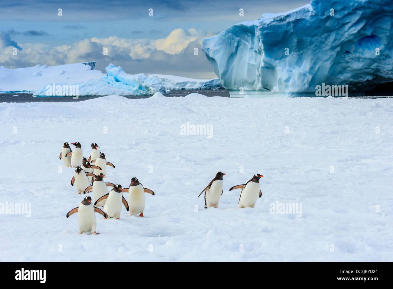 Gentoo Penguins (Pygoscelis papua) auf Packeis im Lemaire Channel, Antarktis Stockfoto