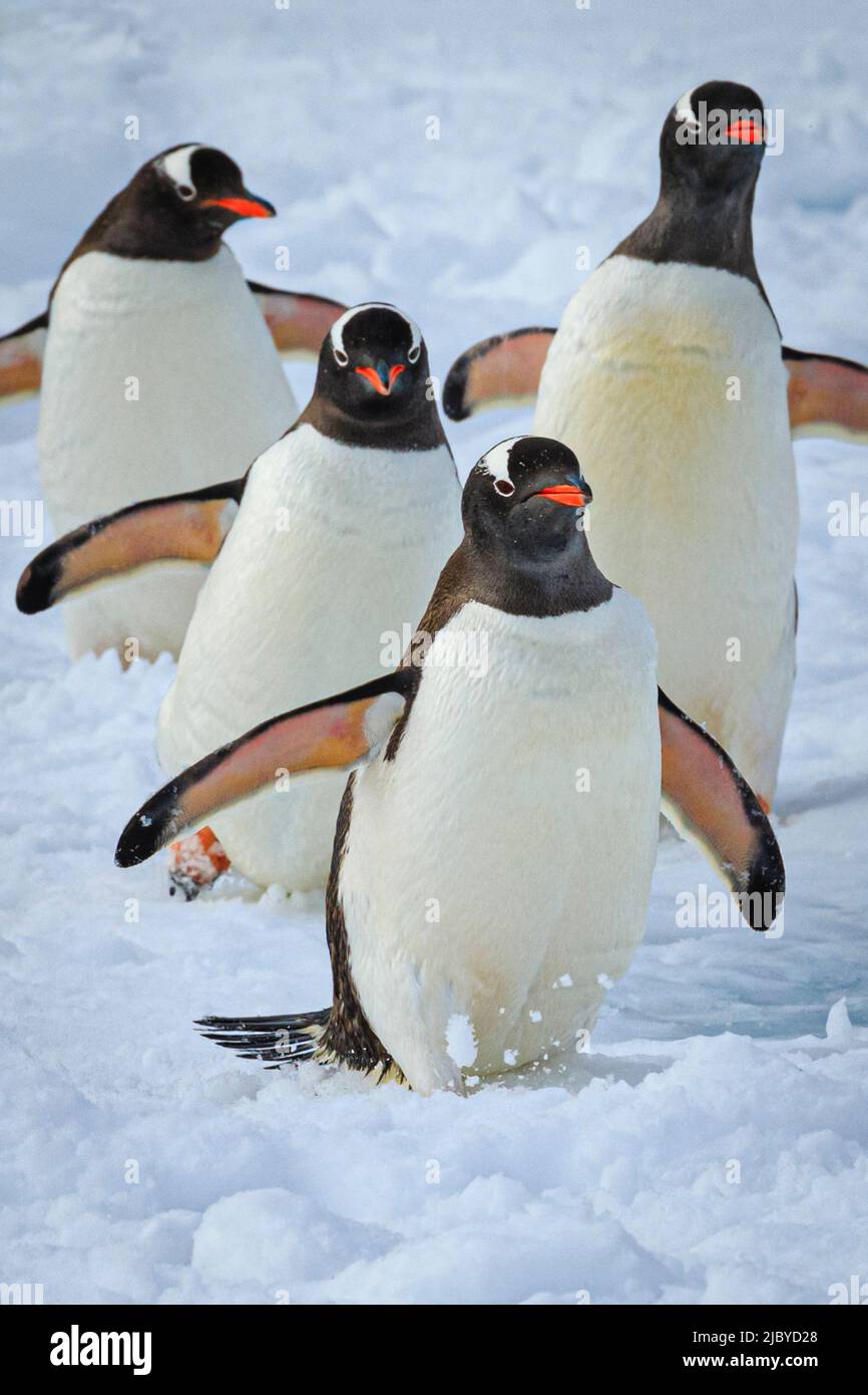 Gentoo-Pinguine (Pygoscelis papua) gehen auf Packeis im Lemaire Channel, Antarktis Stockfoto