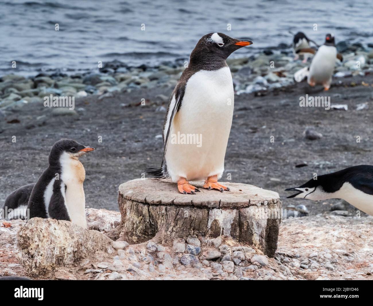 Gentoo Penguin (Pygoscelis papua) , steht auf Walknochenwirbel, Südshetland, Antarktis Stockfoto