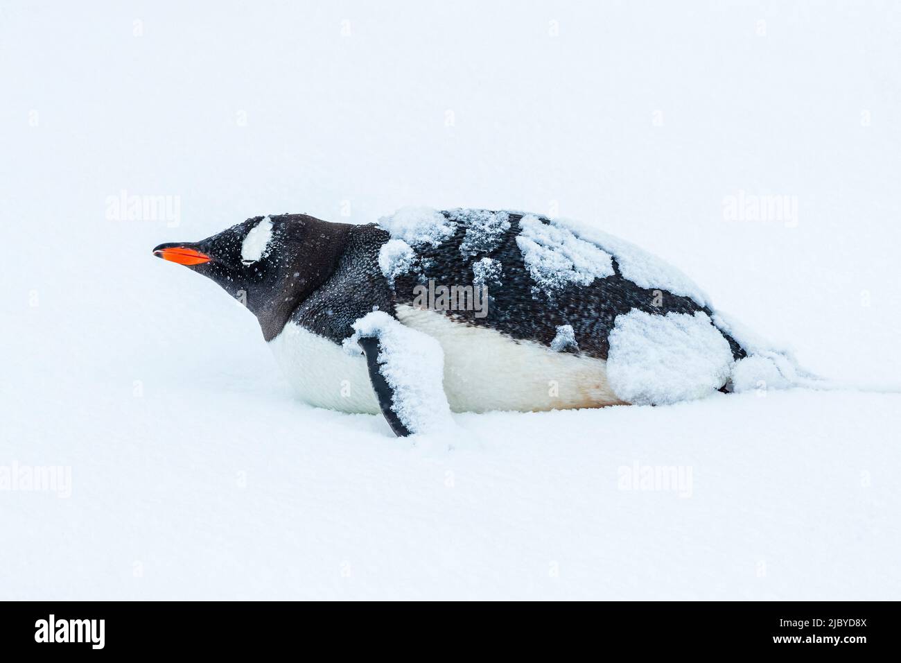 Gentoo Penguin (Pygoscelis papua)bedeckt von Neuschnee im Yankee Harbour, South Shetland Islands, Antarktis Stockfoto