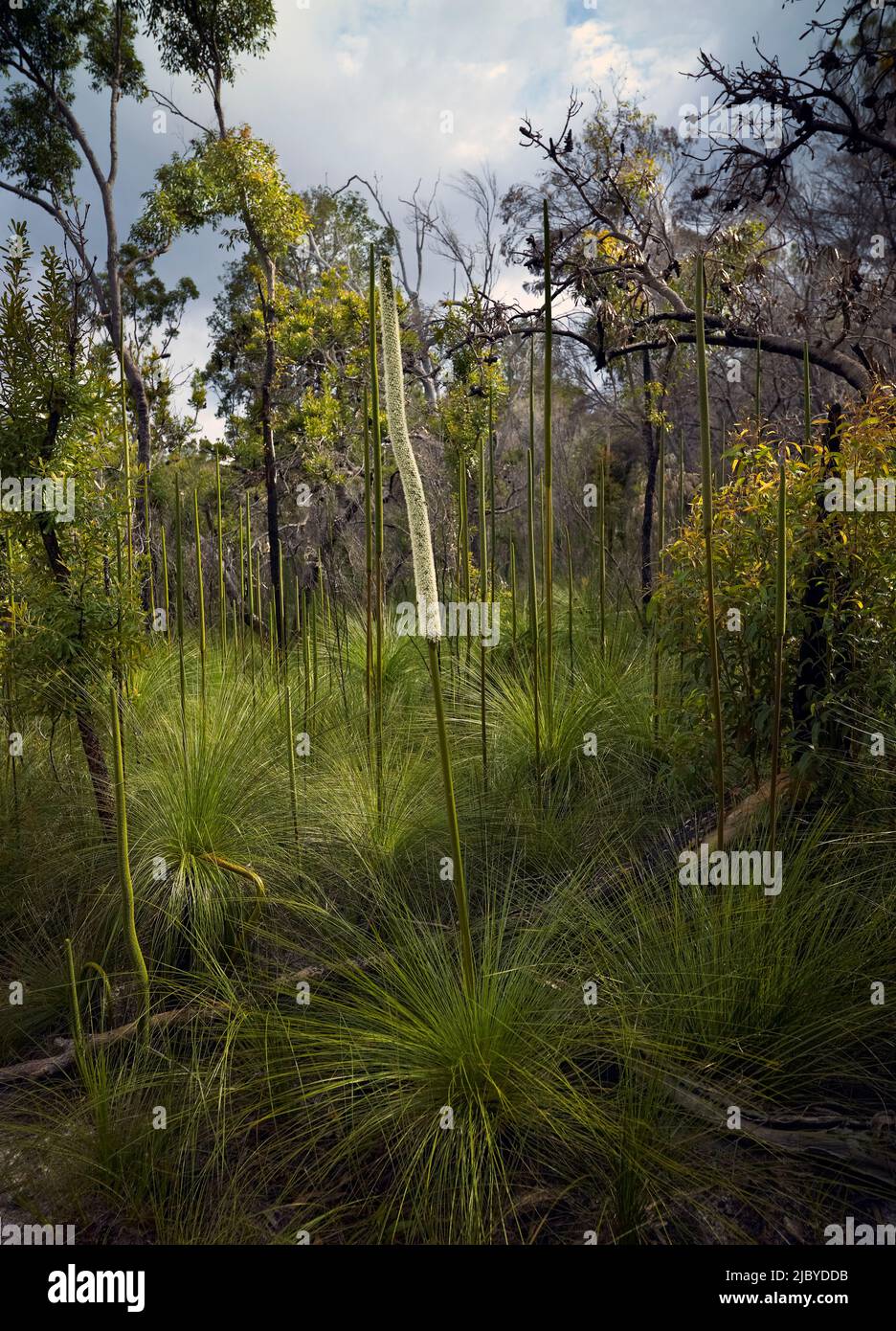 Gruppe von Xanthorrhoea, die in der einheimischen australischen Vegetation wächst Stockfoto