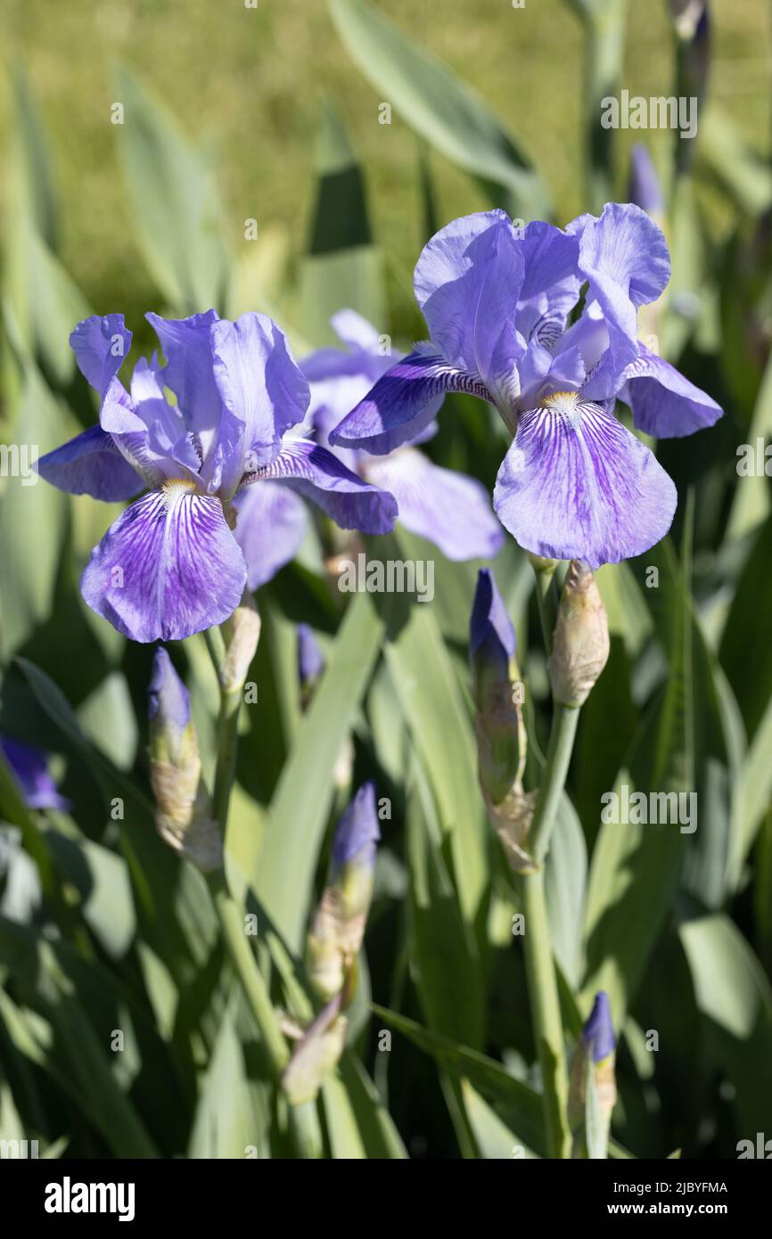 Iris „Clematis“. Stockfoto