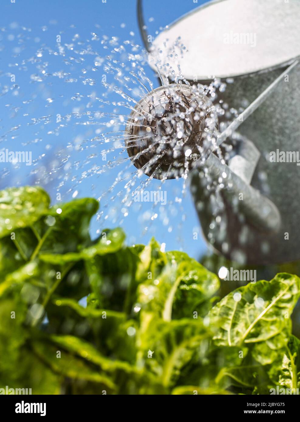 Gießkannen mit Wasser, das auf grünes Blattgemüse herabregnet Stockfoto