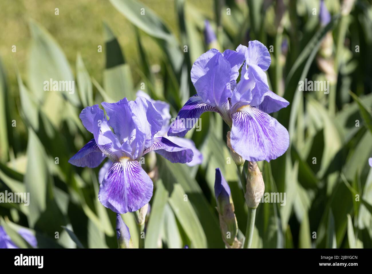 Iris „Clematis“. Stockfoto