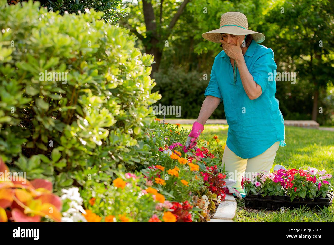 Ältere kaukasische Frau, die in ihrem Hof gärtnerisch arbeitet und vor dem Haus Blumen pflanzt, die ihren Mund bedecken, während sie einen Allergieanfall hat Stockfoto