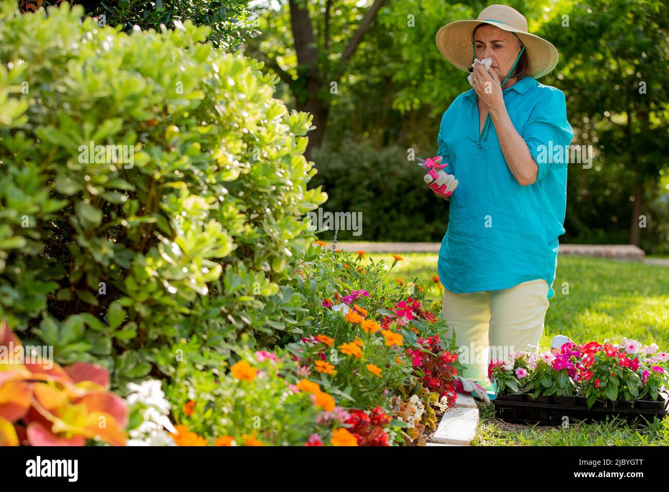 Ältere kaukasische Frau, die in ihrem Garten arbeitet und vor dem Haus Blumen pflanzt, niest, während ihre Allergien aufflammen Stockfoto