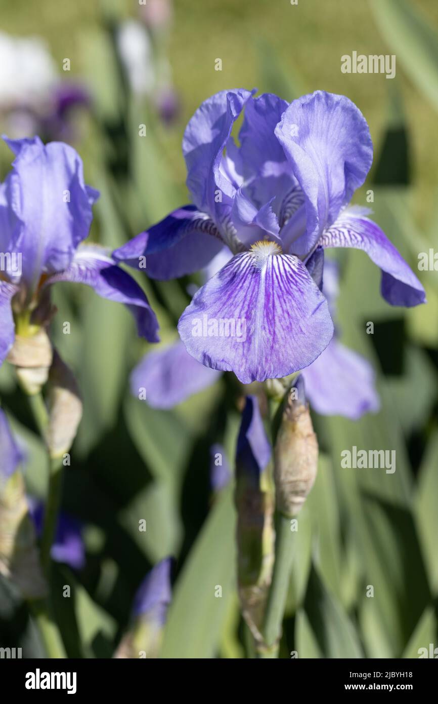 Iris „Clematis“. Stockfoto