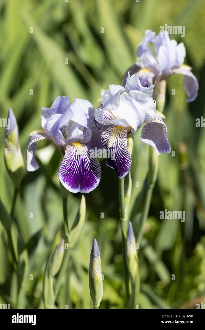 Iris „Edina“. Stockfoto