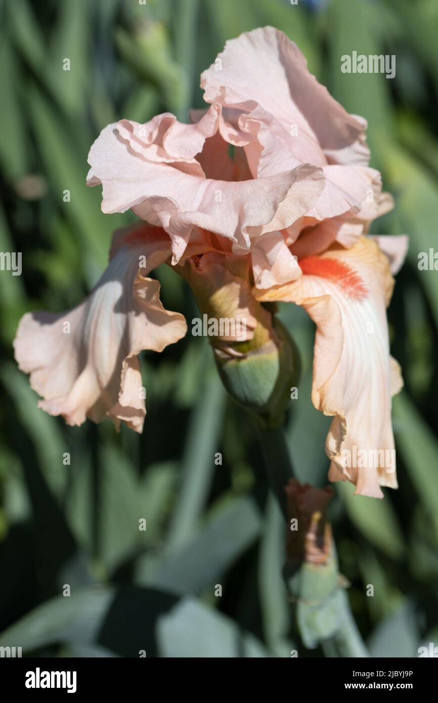 Iris „Cheesecake“. Stockfoto