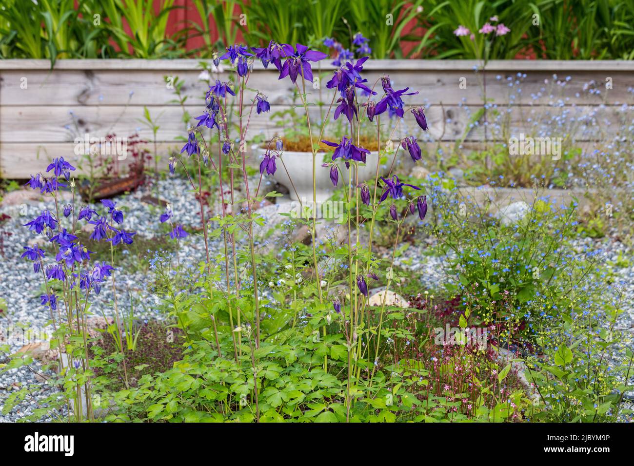 Alpine Columbine, Alpakleja (Aquilegia alpina) Stockfoto