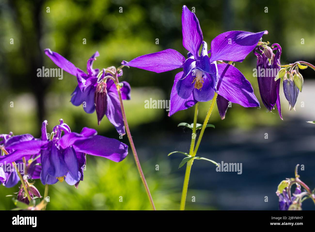 Alpine Columbine, Alpakleja (Aquilegia alpina) Stockfoto