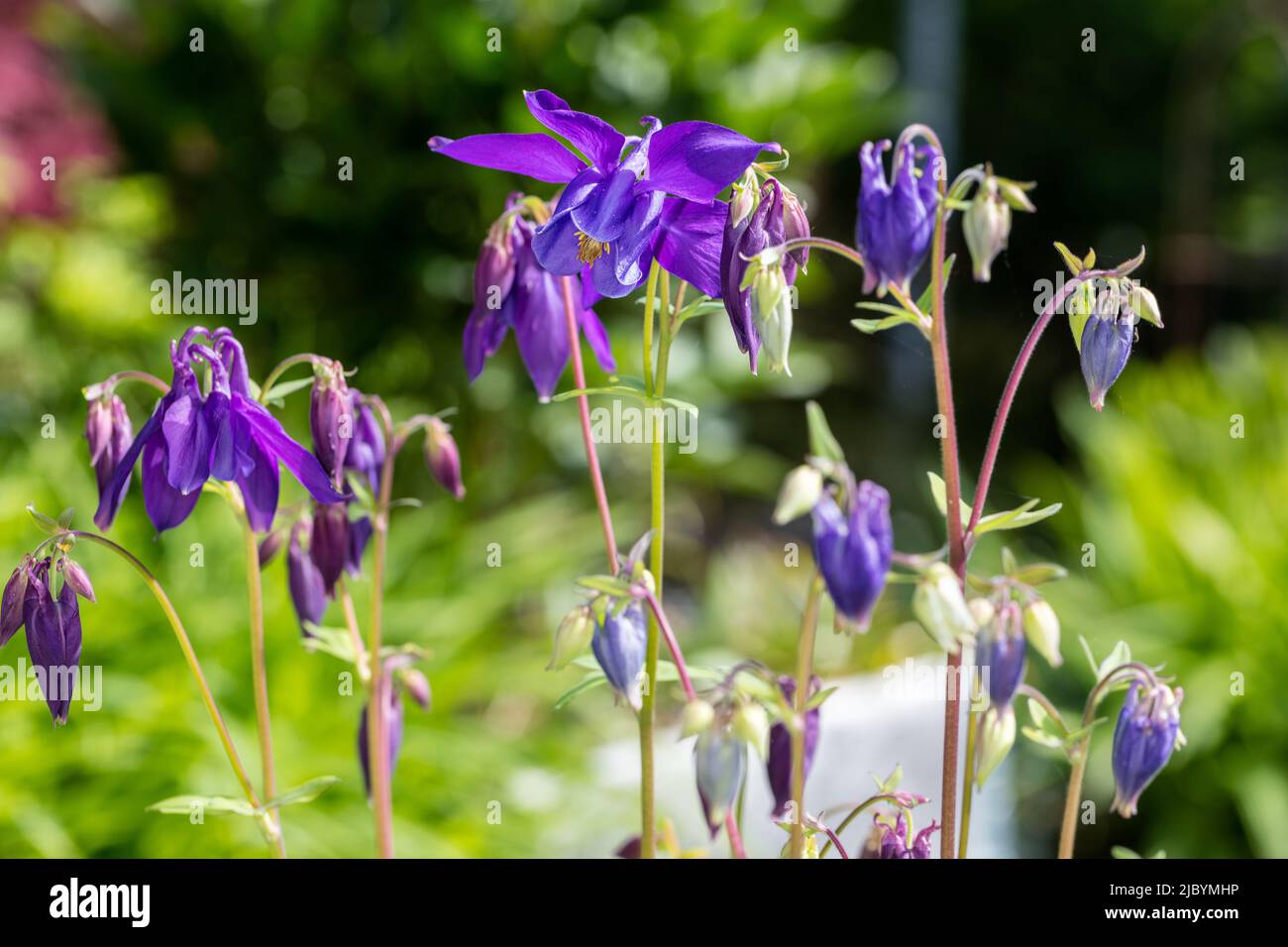 Alpine Columbine, Alpakleja (Aquilegia alpina) Stockfoto