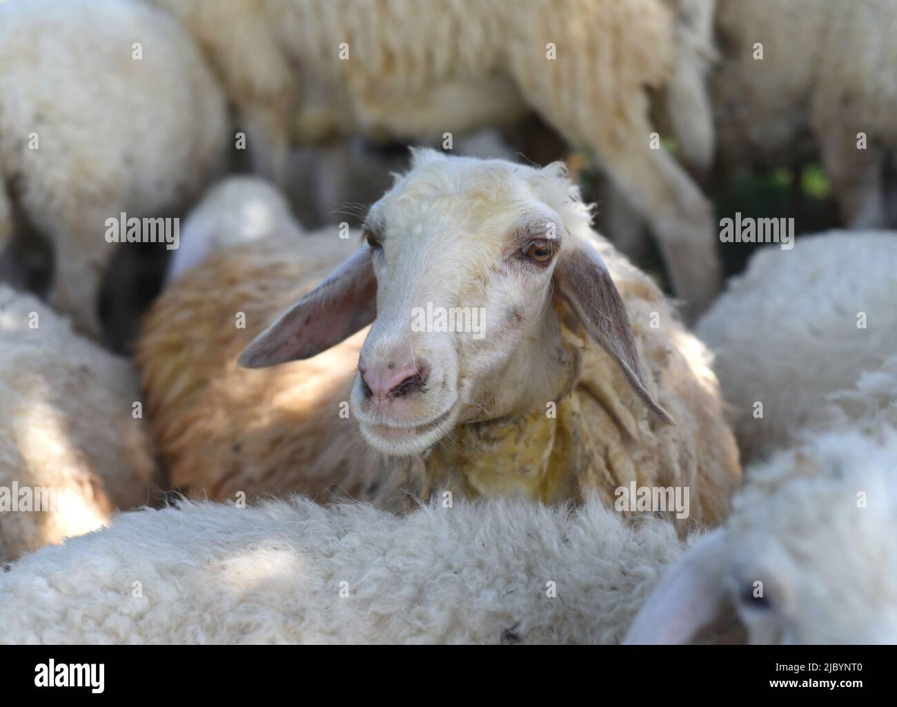 An einem sonnigen Tag ruht ein Schaf, das sich auslastet Stockfoto