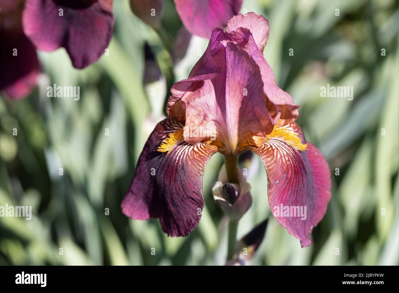 Iris „Dauntless“. Stockfoto